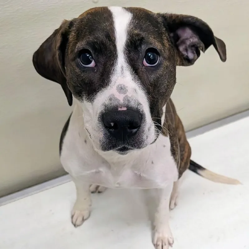 An adult medium-sized female Brindle Mixed Breed dog named Emma for adoption in Ballston Spa, NY