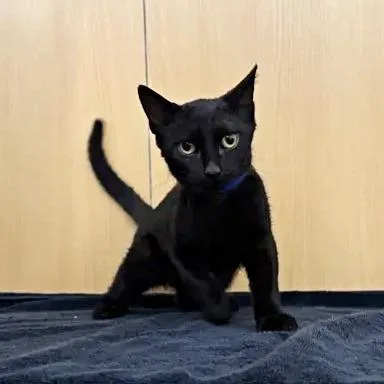 A baby small-sized male Black Domestic Short Hair cat named Adelaide for adoption in Saint Louis, MO