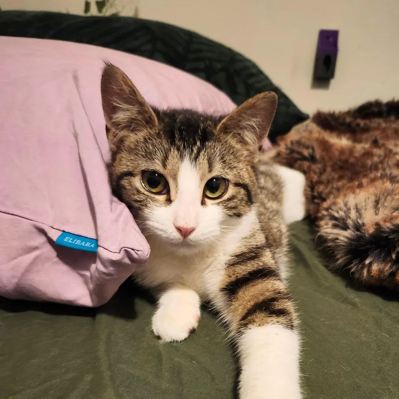 Snowy River & River thumbnail 2