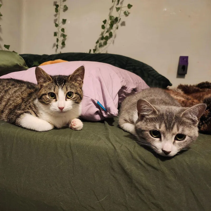 Snowy River & River thumbnail 3