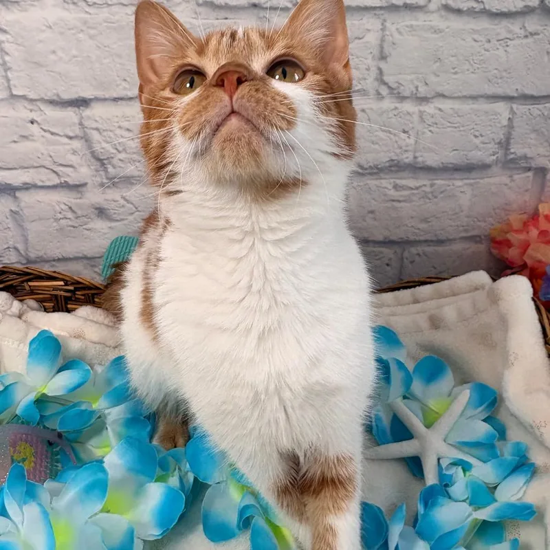 A young small-sized female Orange / Red Domestic Short Hair cat named Nectarine for adoption in Harrisonburg, VA