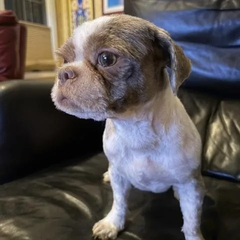 A young small-sized female Shih Tzu dog named Gidget for adoption in Normal, IL