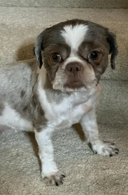 Gidget thumbnail 3