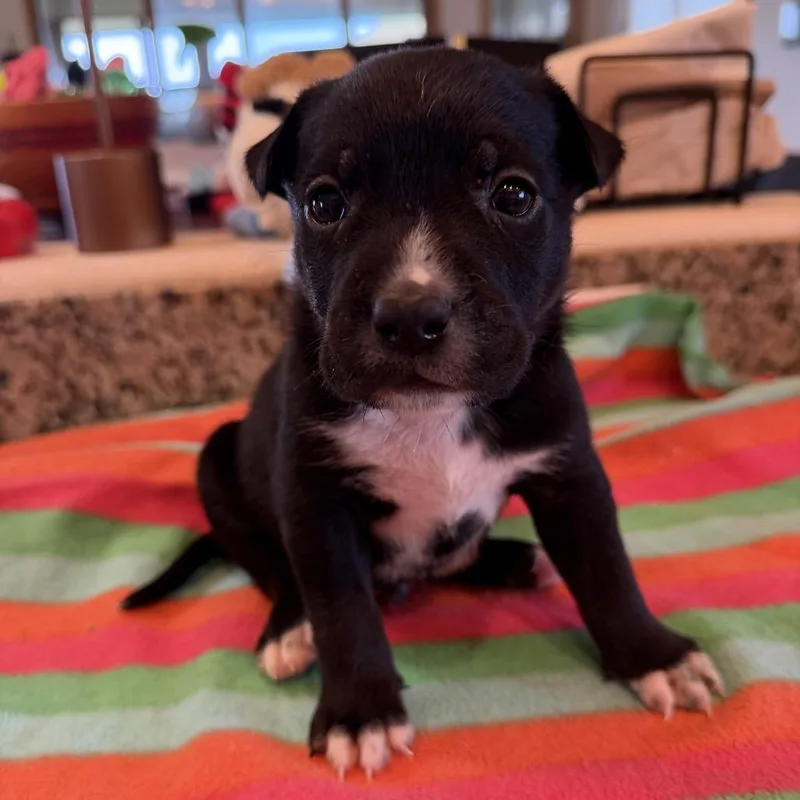 A baby small-sized male Black Mixed Breed dog named Ohai for adoption in Keaau, HI