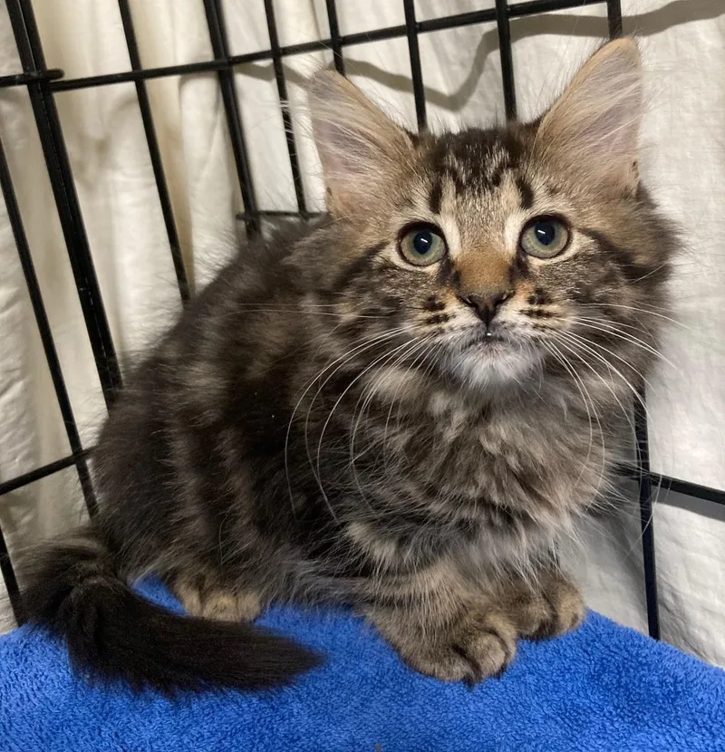 A baby medium-sized male Tabby (Brown / Chocolate) Domestic Medium Hair cat named Tigress for adoption in Watkinsville, GA