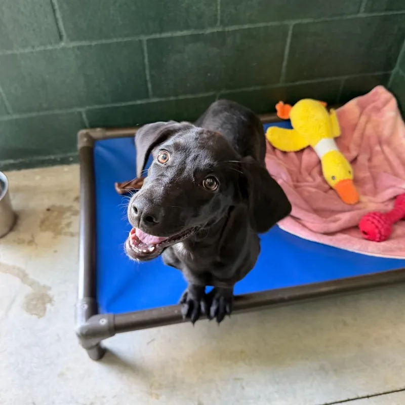 A baby small-sized female Black Labrador Retriever dog named Rain Boots for adoption in Carencro, LA