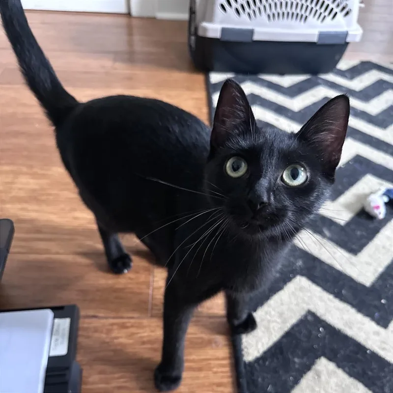 A young medium-sized female Black Domestic Short Hair cat named Indy for adoption in Gibsonia, PA