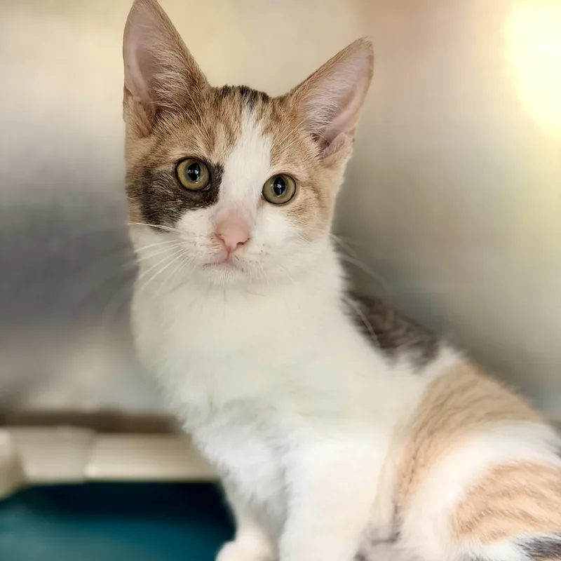 A baby medium-sized female Dilute Calico Domestic Short Hair cat named Muse for adoption in Jackson, NJ