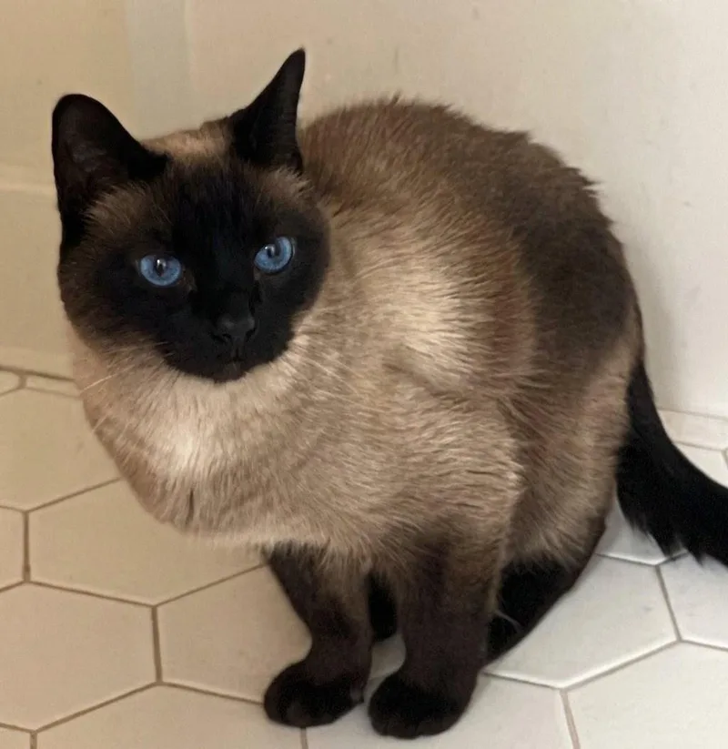 A senior small-sized female Seal Point Siamese cat named Mocha for adoption in Mobile, AL
