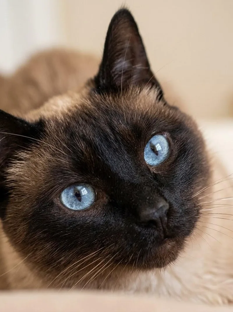 Mocha thumbnail 3