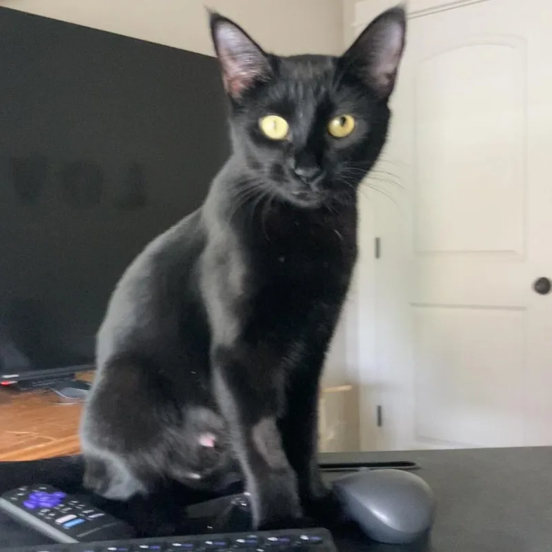 A young medium-sized female Black Domestic Short Hair cat named Petrie for adoption in Springfield, OR