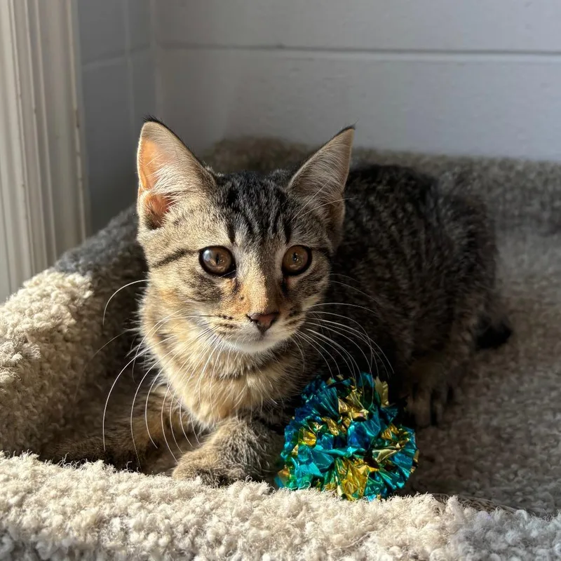 A baby small-sized female Brown / Chocolate Domestic Short Hair cat named Turkish Hen for adoption in South Elgin, IL