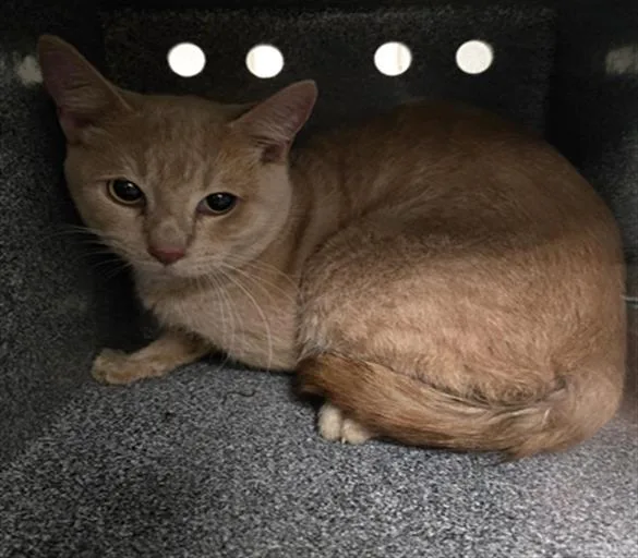 A young medium-sized male Domestic Short Hair cat named Taylor for adoption in Dallas, TX