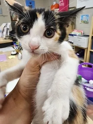 A baby small-sized female Domestic Short Hair cat named Nora $ for adoption in Seneca, SC