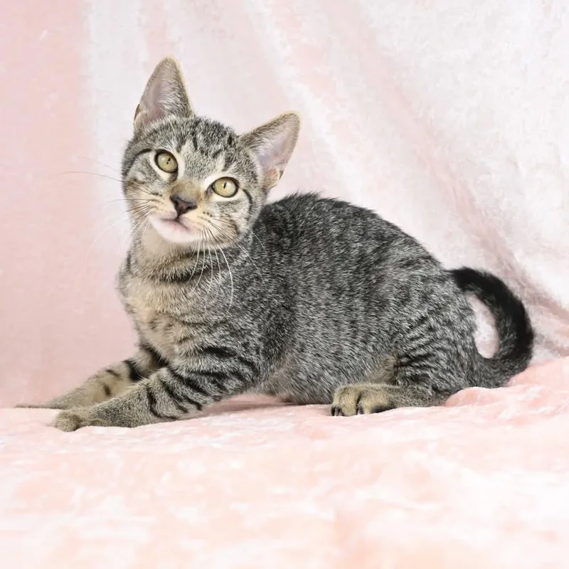 A baby medium-sized male Tabby (Buff / Tan / Fawn) Domestic Short Hair cat named Teenie for adoption in Mobile, AL