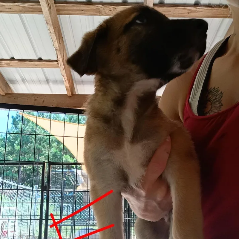 A baby small-sized female Brown / Chocolate German Shepherd Dog dog named Aldi for adoption in Pekin, IL