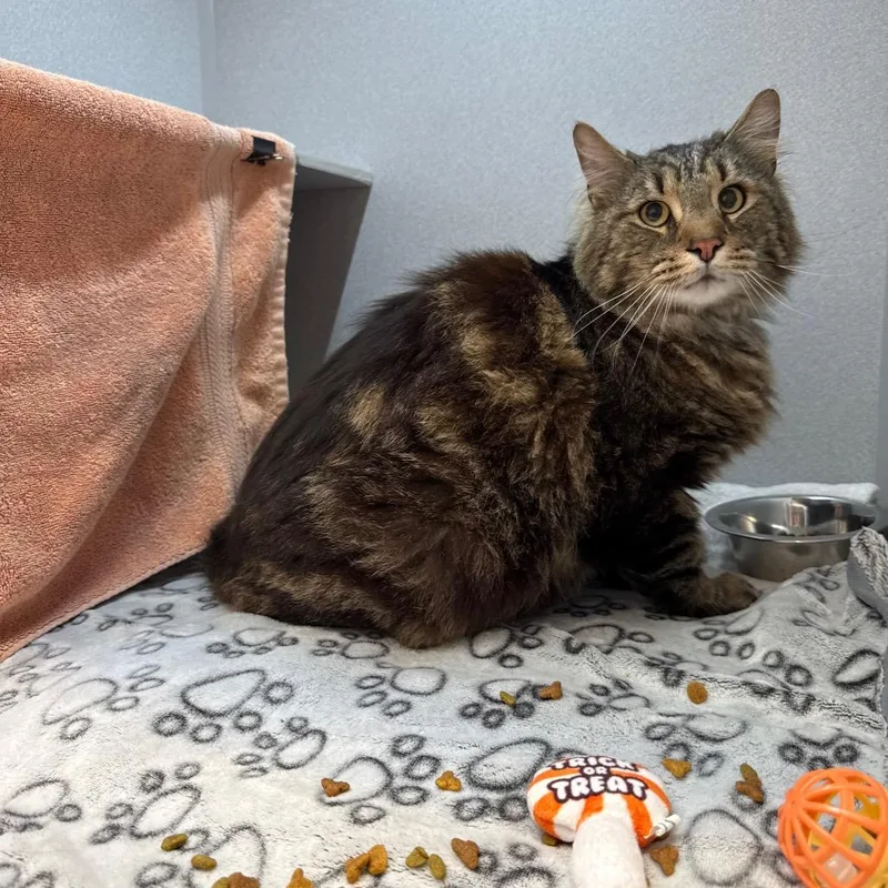 An adult large-sized male Brown / Chocolate Domestic Medium Hair cat named Maji for adoption in Pittsburgh, PA