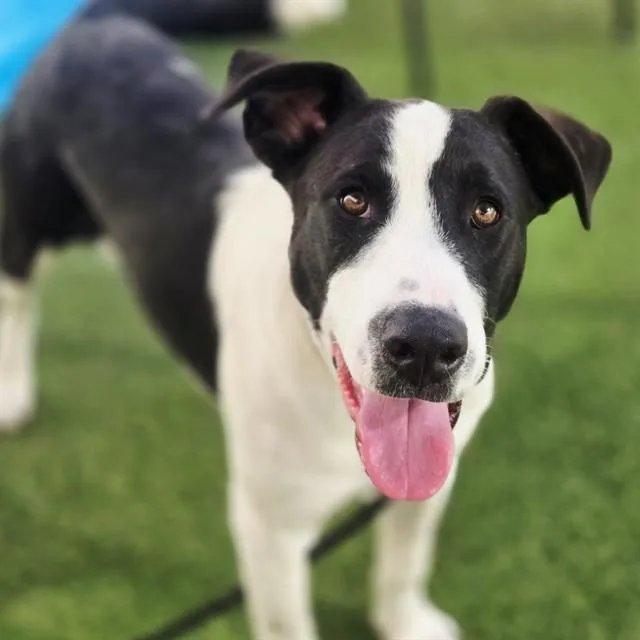 A young large-sized male Pit Bull Terrier dog named Scotch for adoption in Phoenix, AZ