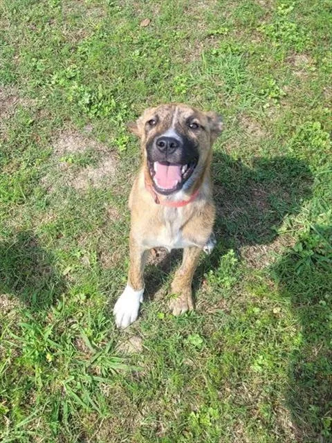 A young medium-sized male Labrador Retriever dog named Simba for adoption in Rosenberg, TX