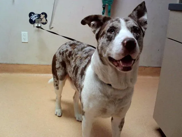 An adult large-sized male Pit Bull Terrier dog named Duke for adoption in Martinez, CA