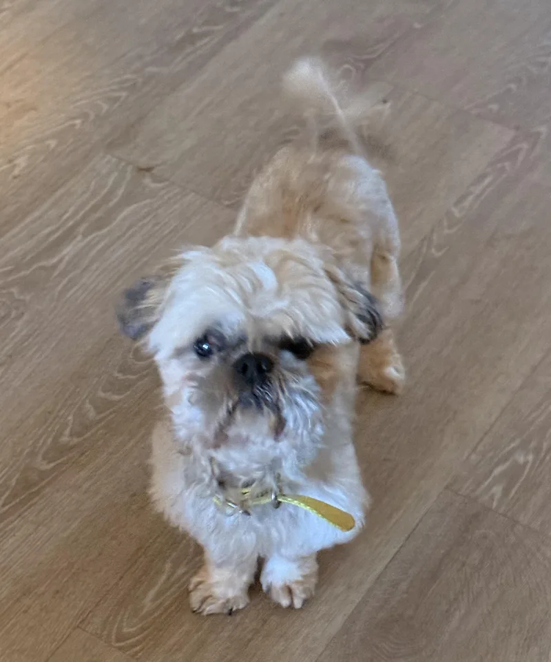 An adult small-sized male Yellow / Tan / Blond / Fawn Shih Tzu dog named Chief for adoption in Charlotte, NC
