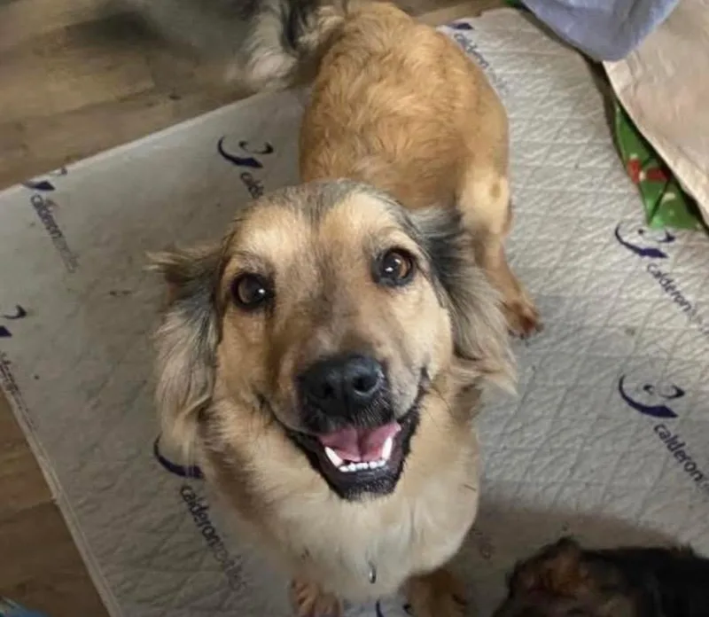 A young medium-sized female Shetland Sheepdog / Sheltie dog named Nugget for adoption in Indianapolis, IN