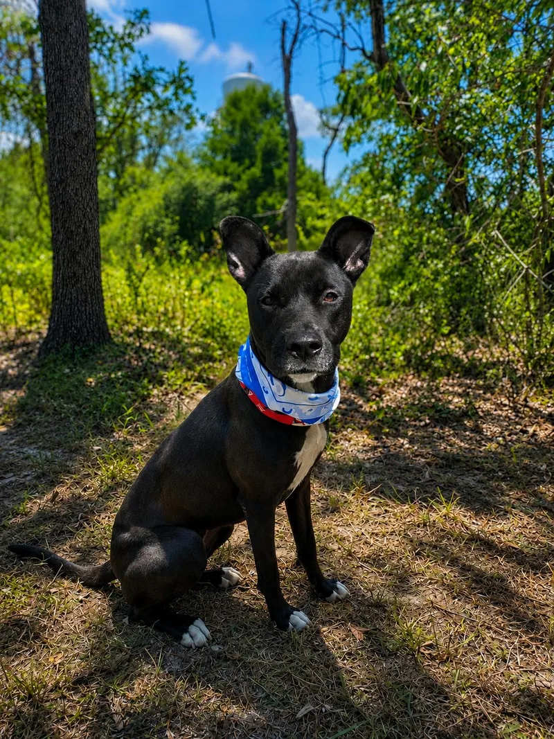 A young medium-sized male Black American Staffordshire Terrier dog named Astro for adoption in Humble, TX