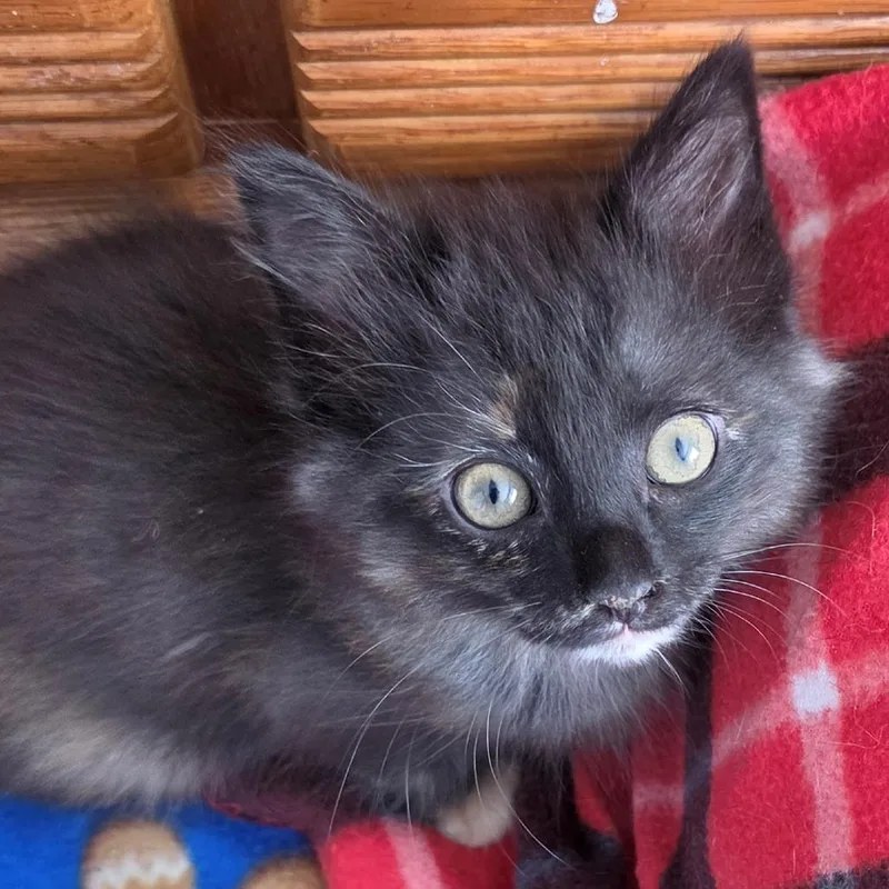 A baby small-sized female Tortoiseshell Domestic Medium Hair cat named Loretta for adoption in South Elgin, IL