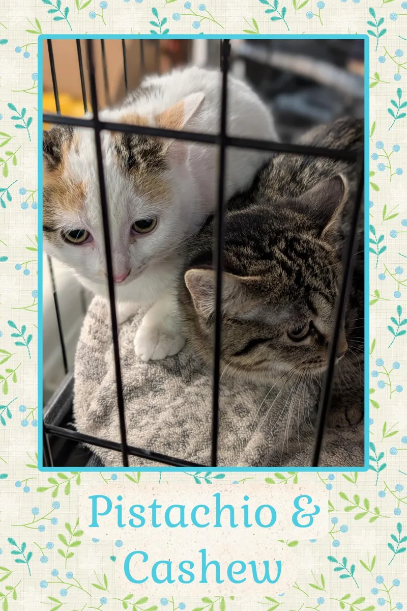 A young medium-sized female Calico Domestic Short Hair cat named Pistachio & Cashew for adoption in Kearney, NE
