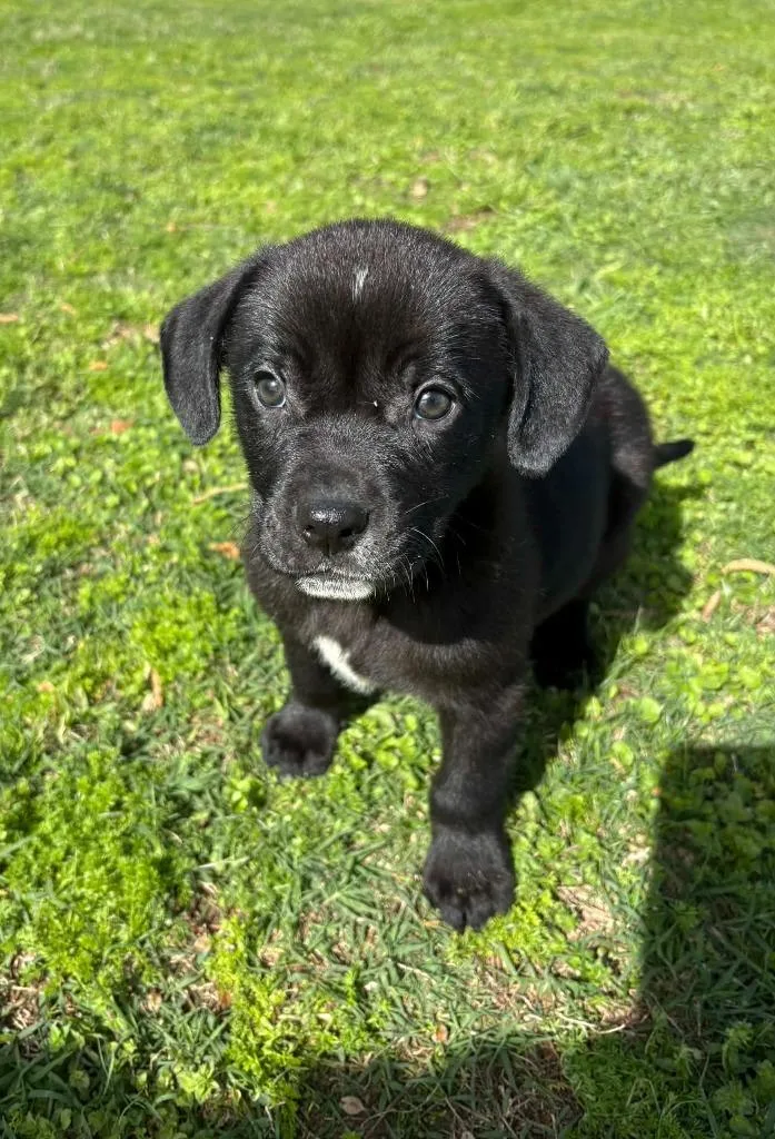 A baby medium-sized male Mixed Breed dog named Rafe for adoption in Fond Du Lac, WI