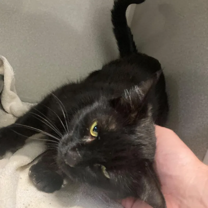 An adult medium-sized female Black Domestic Short Hair cat named Aurora for adoption in Buffalo, WY