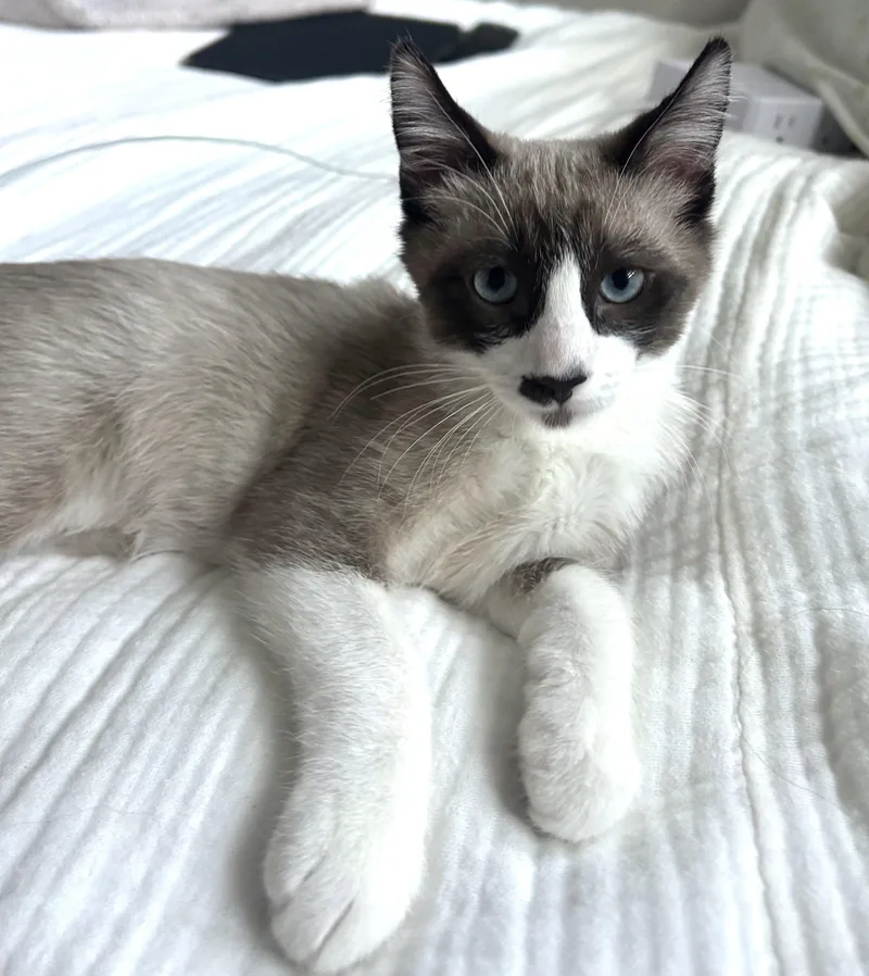 A baby small-sized male Blue Point American Shorthair cat named Daxton for adoption in Burbank, CA