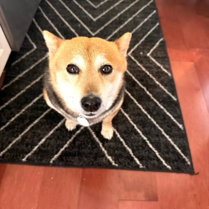 A senior medium-sized female Red / Chestnut / Orange Shiba Inu dog named Susan for adoption in Normal, IL