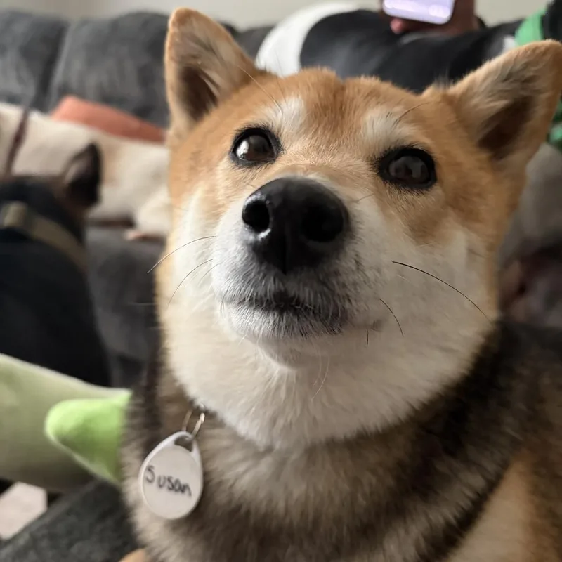 Susan thumbnail 3