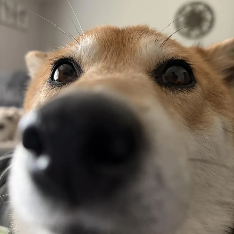 Susan thumbnail 6