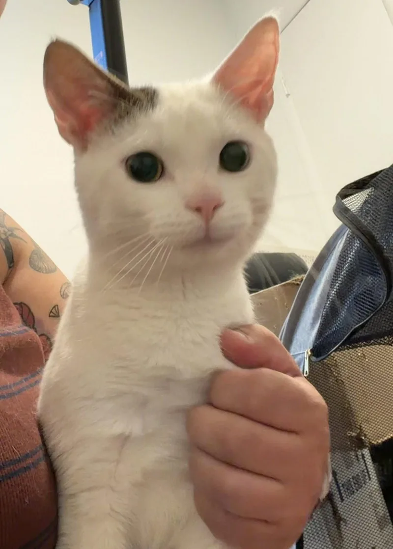 A young small-sized male Domestic Short Hair cat named Wallace for adoption in Philadelphia, PA