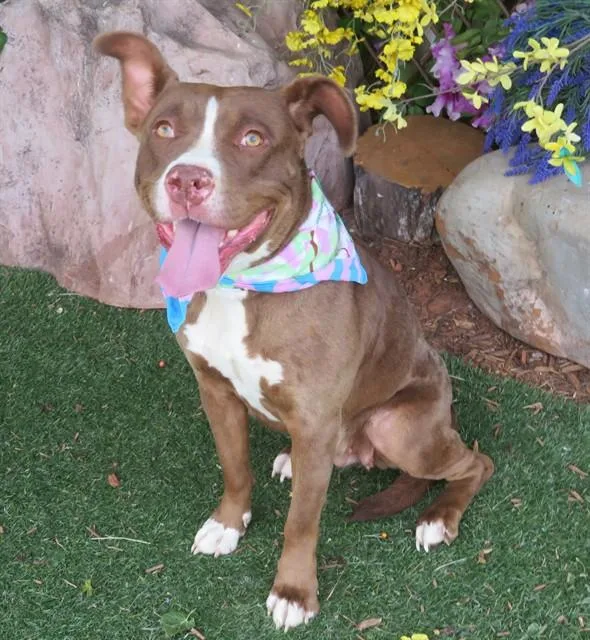 A young large-sized female Pit Bull Terrier dog named Carmel for adoption in Oklahoma City, OK