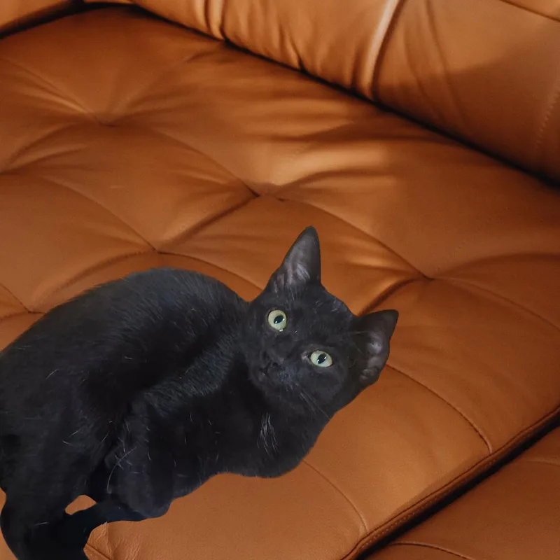 A young medium-sized female Black Domestic Short Hair cat named Jody for adoption in Broken Arrow, OK