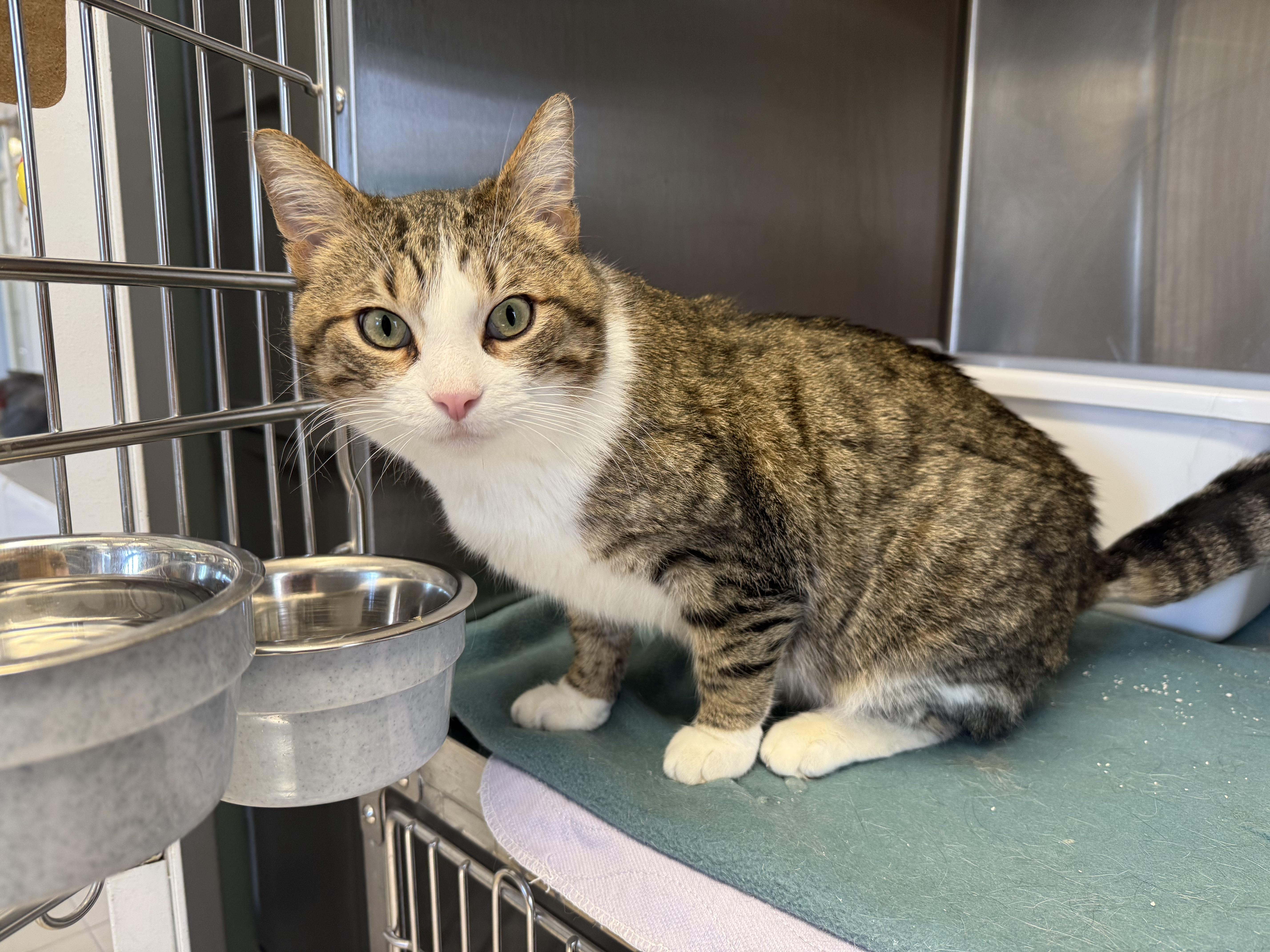 Whiskers thumbnail 2