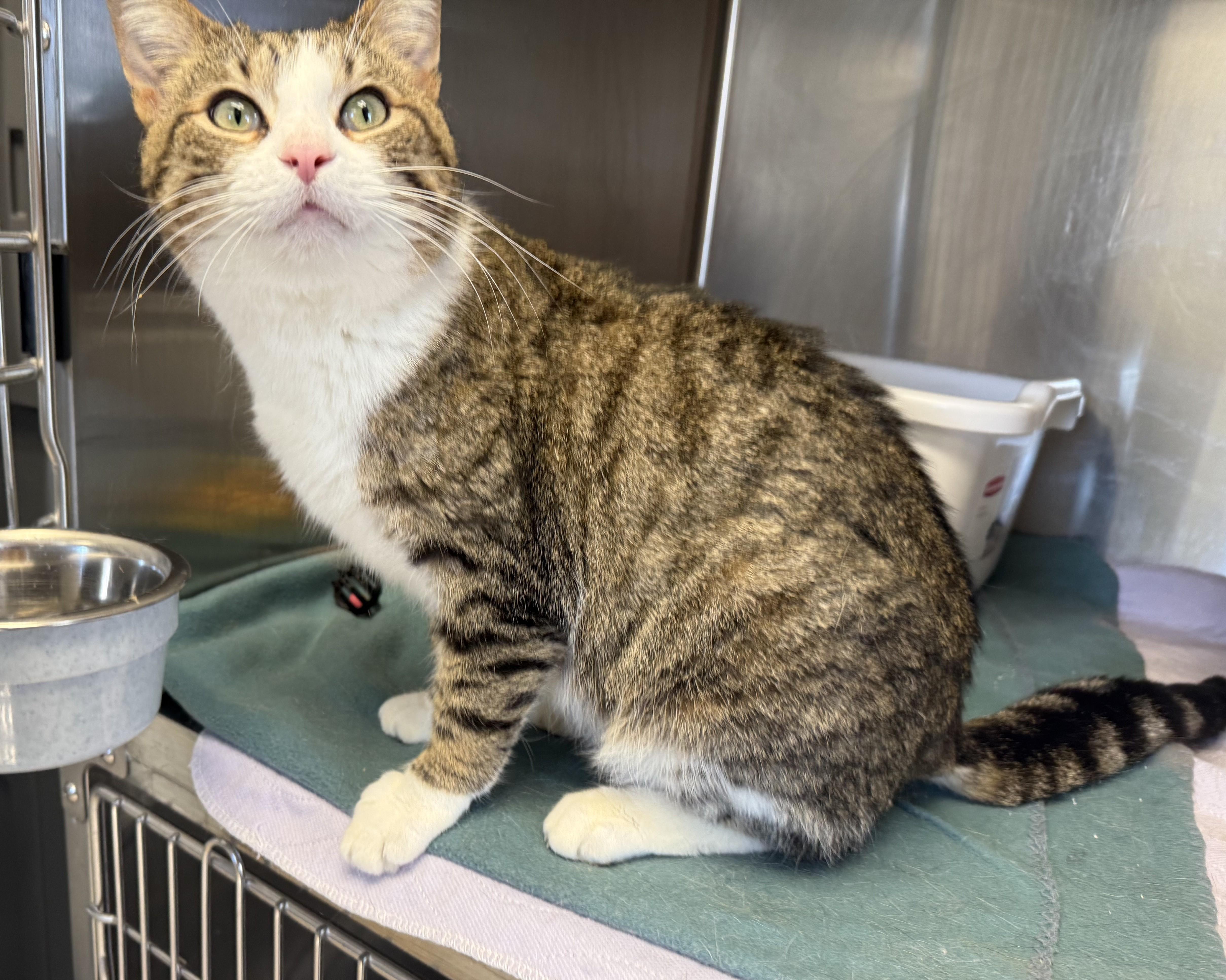 Whiskers thumbnail 3