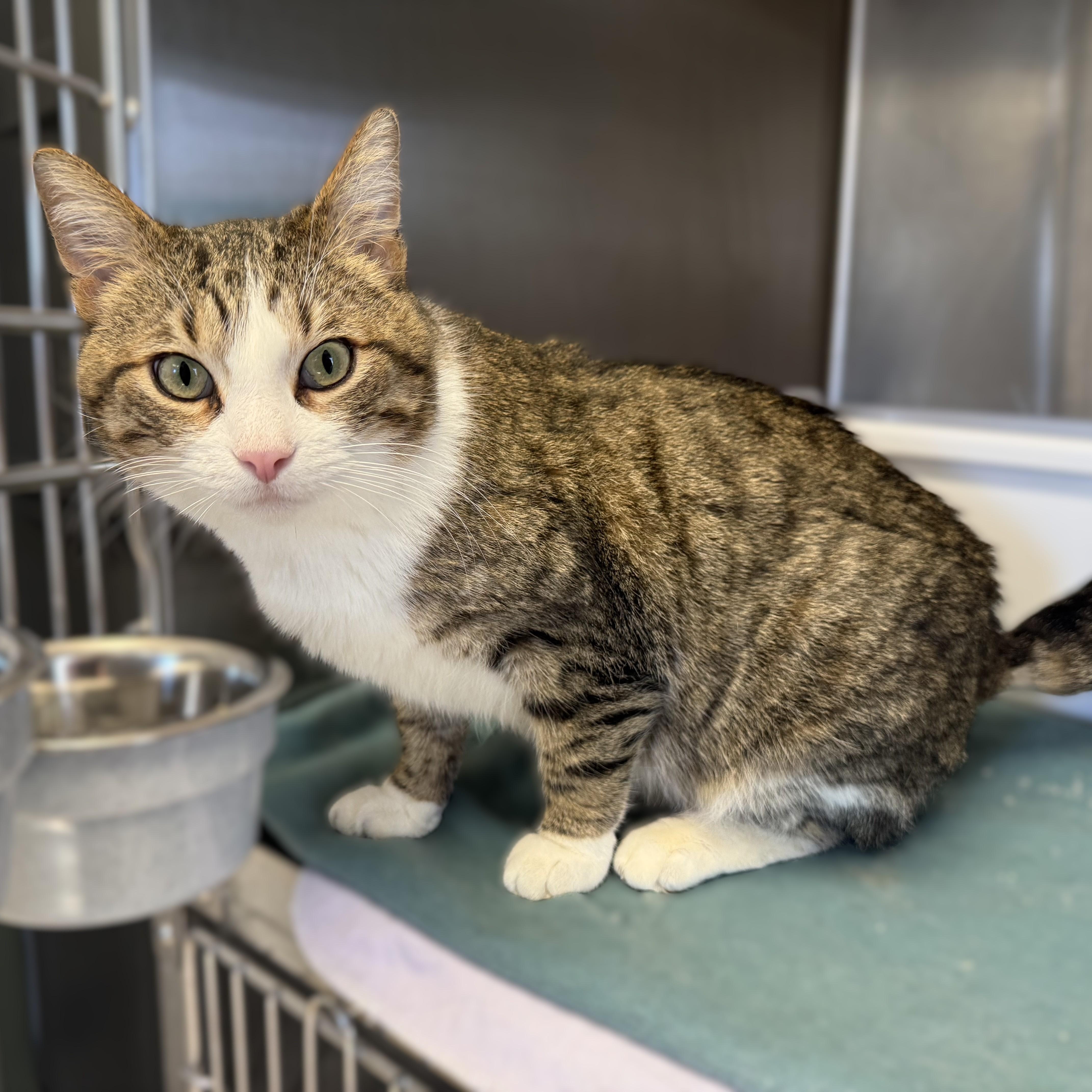 An adult medium-sized male Tabby (Brown / Chocolate) Domestic Short Hair cat named Whiskers for adoption in La Crescent, MN
