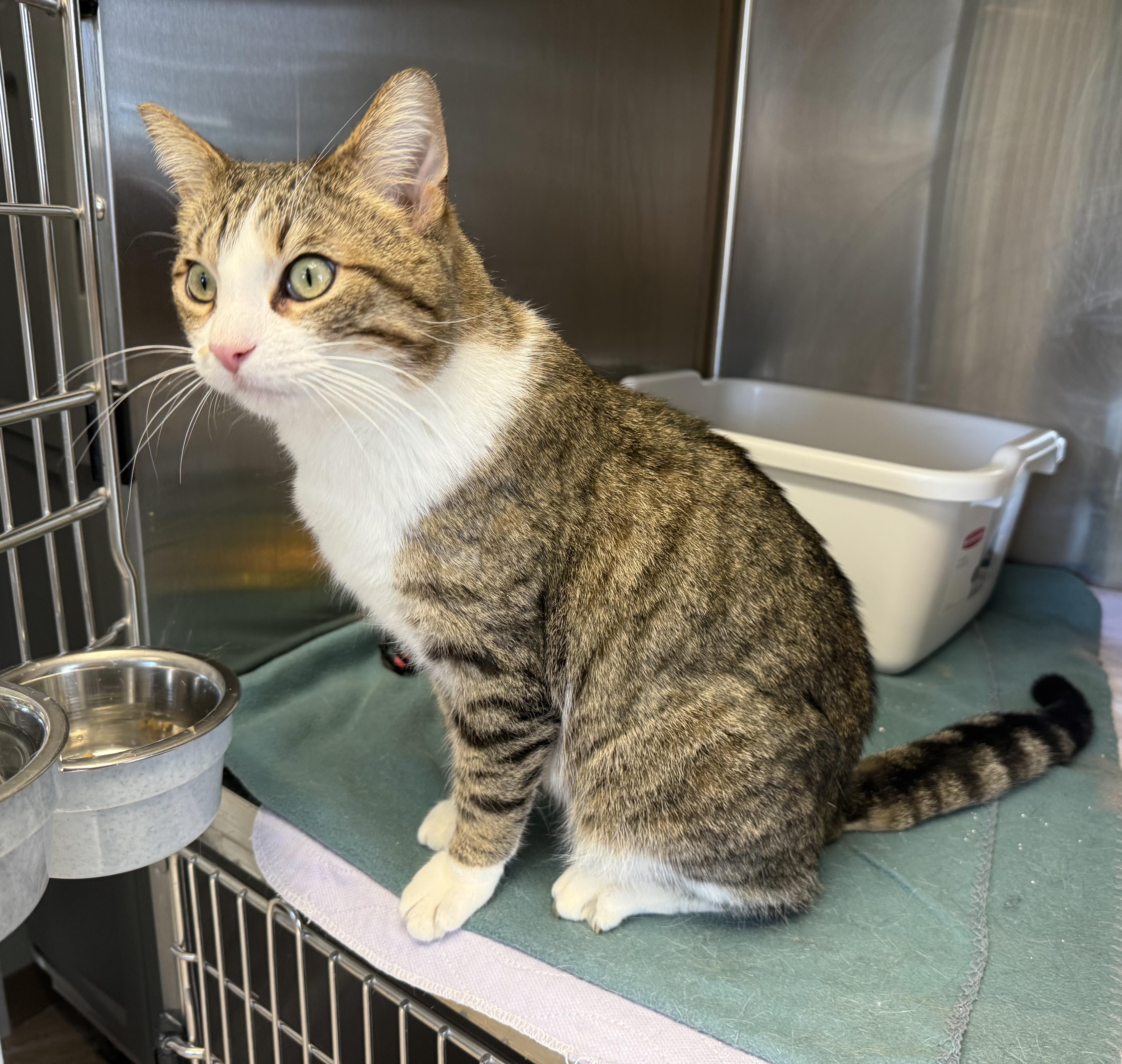 Whiskers thumbnail 4