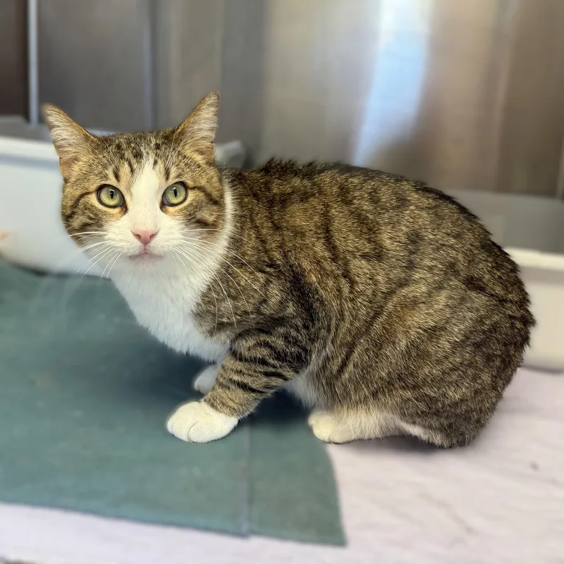 Whiskers thumbnail 5