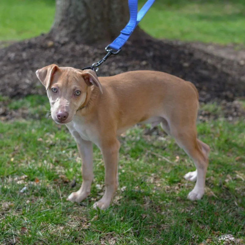 A baby small-sized male Chihuahua dog named Charlie for adoption in Hamilton, NJ