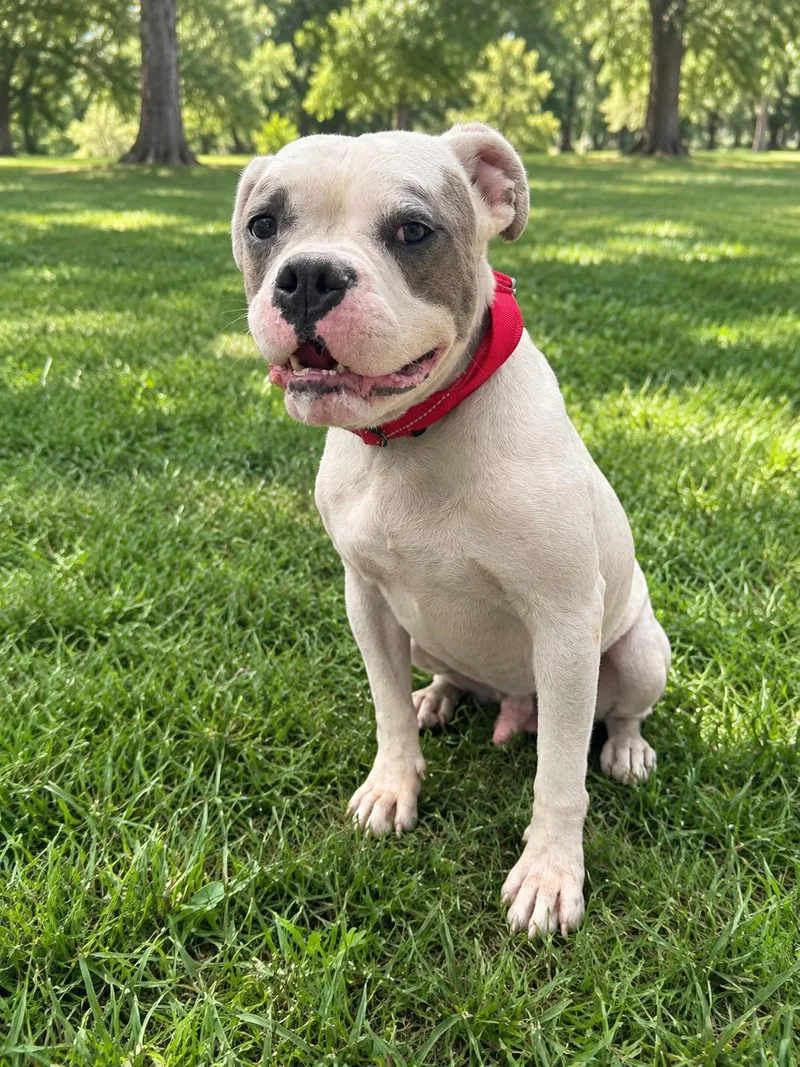 A young medium-sized male Pit Bull Terrier dog named Ronan for adoption in las vegas, NV
