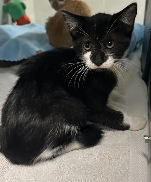 A baby small-sized female Domestic Short Hair cat named Dot for adoption in Escondido, CA