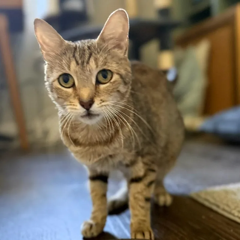 An adult medium-sized female Brown / Chocolate Domestic Short Hair cat named Silly Frostbite for adoption in Austin, TX