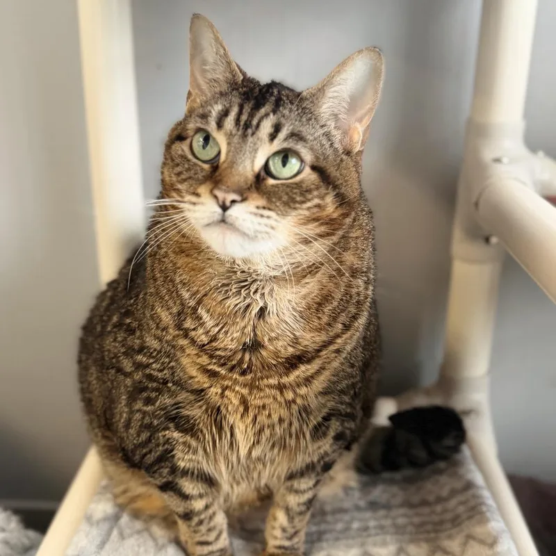 An adult large-sized female Brown / Chocolate Domestic Short Hair cat named Gorda for adoption in Hamburg, NY