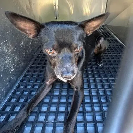 An adult small-sized male Chihuahua dog named Slenderman for adoption in Bristol, IN