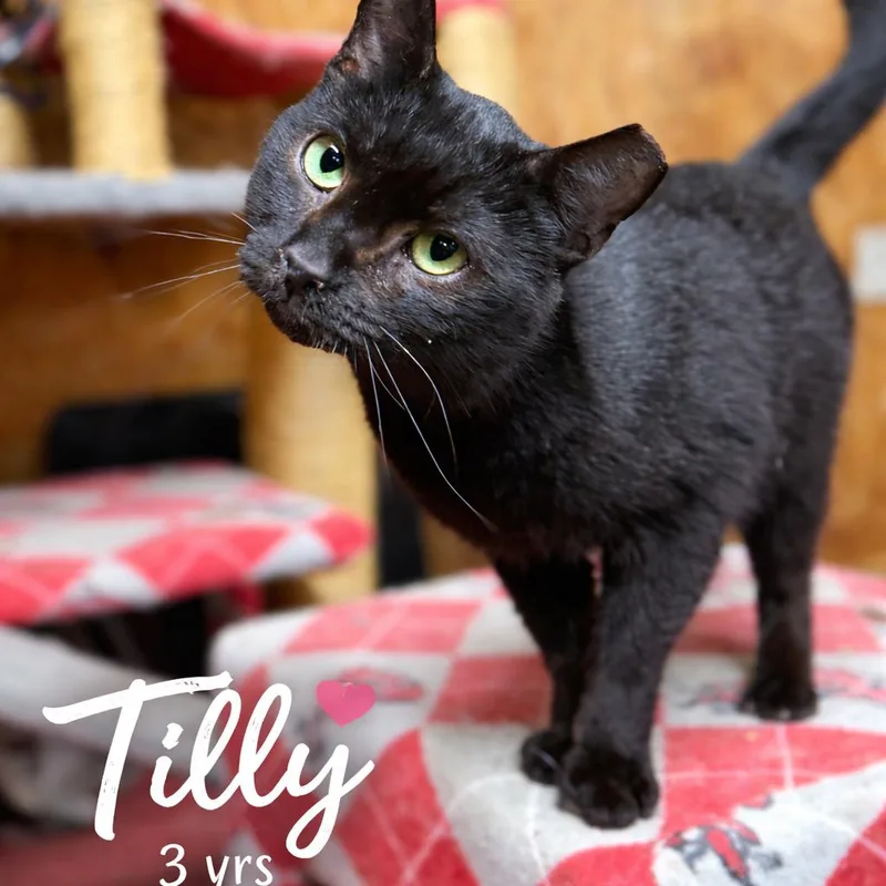 An adult small-sized male Gray / Blue / Silver Domestic Short Hair cat named Tilly for adoption in Lancaster, OH